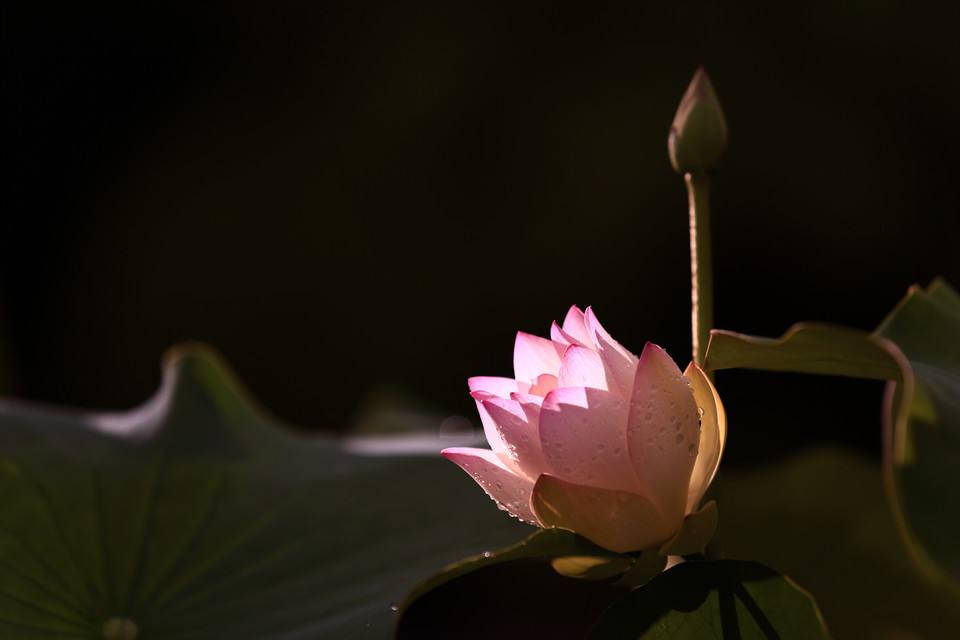 ‘太阳成集团tyc7111cc’5分钟送达！点我达天猫双11首单创即时物流新速度