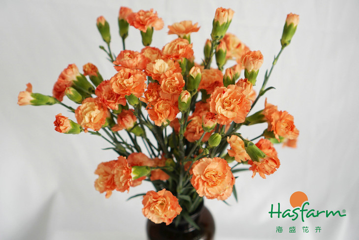 太阳成集团tyc7111cc