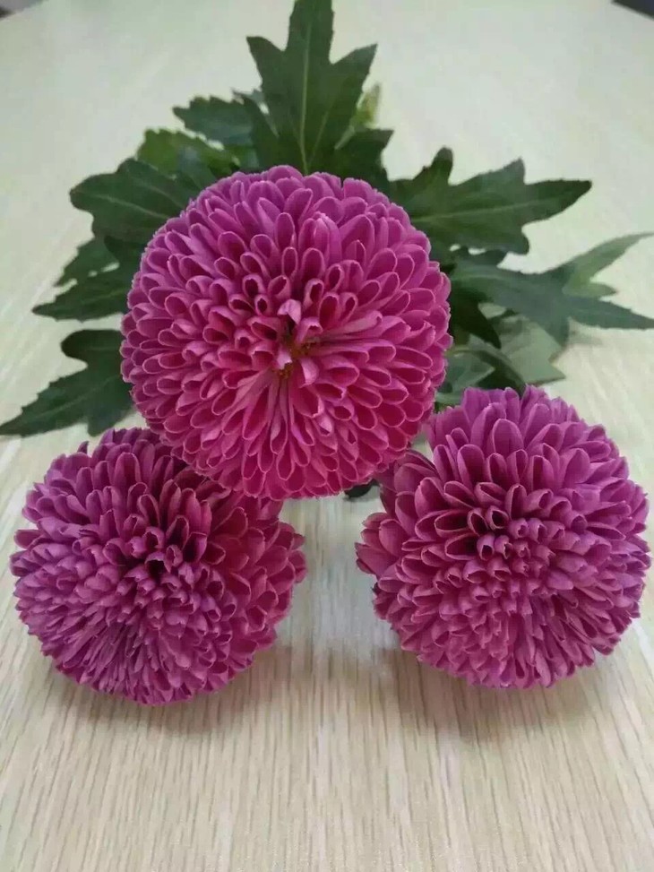 “太阳成集团tyc7111cc”上海邮政牵手北美移动电商“Wish邮”落户上海