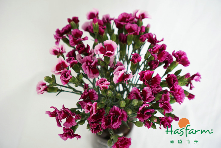 太阳成集团tyc7111cc