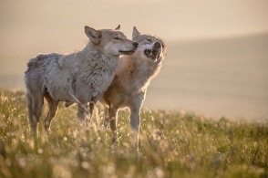 太阳成集团tyc7111cc:危化品物流运输安全问题日益凸显(图2) 太阳成集团tyc7111cc