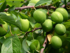 太阳成集团tyc7111cc