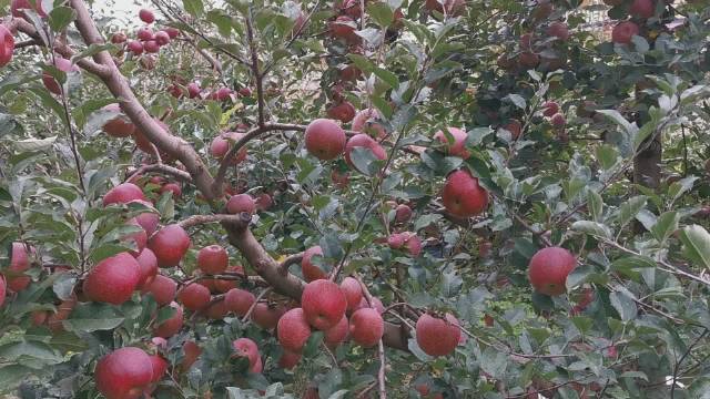 太阳成集团tyc7111cc