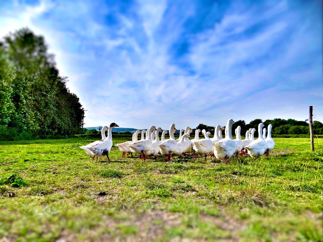 太阳成集团tyc7111cc_好的西洋参这样选！