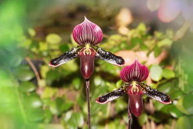 心脏手术创纪录104岁阿婆成功接受心脏支架手术-太阳成集团tyc7111cc(图2) 太阳成集团tyc7111cc