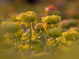 太阳成集团tyc7111cc